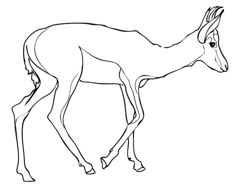 Springbok From Springbok Coloring Page